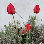 Vergissmeinet *